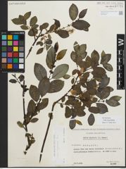 Foto von Salix myrsinifolia Salisb.